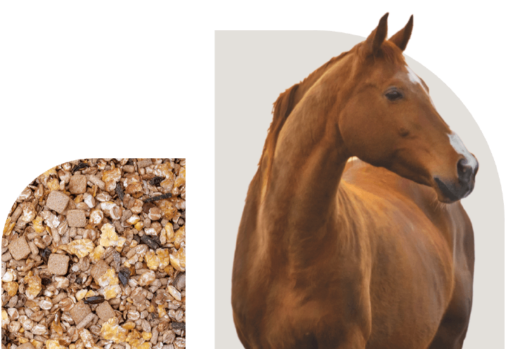 bild hoeveler sortiment pferdefutter spezielle anforderungen